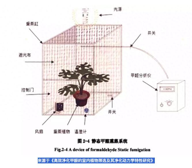 公司用綠蘿除甲醛，到底靠不靠譜？