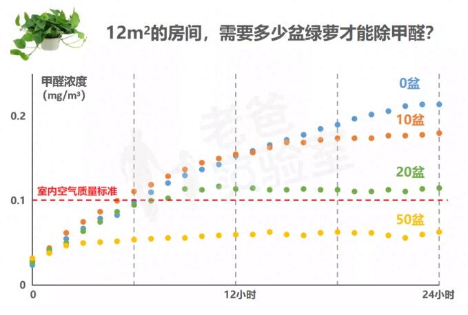 公司用綠蘿除甲醛，到底靠不靠譜？