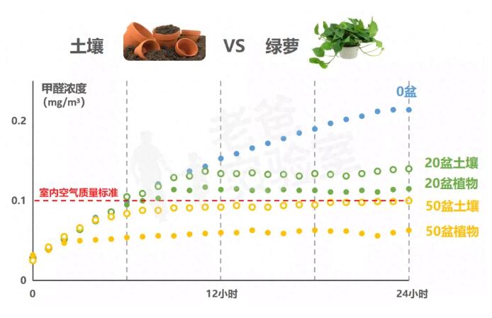 公司用綠蘿除甲醛，到底靠不靠譜？