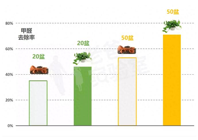 公司用綠蘿除甲醛，到底靠不靠譜？